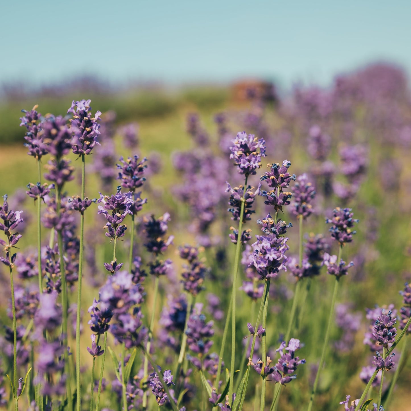 Fragrance No. 3 Hippy Styx™ Incense | Lavender + Mahogany